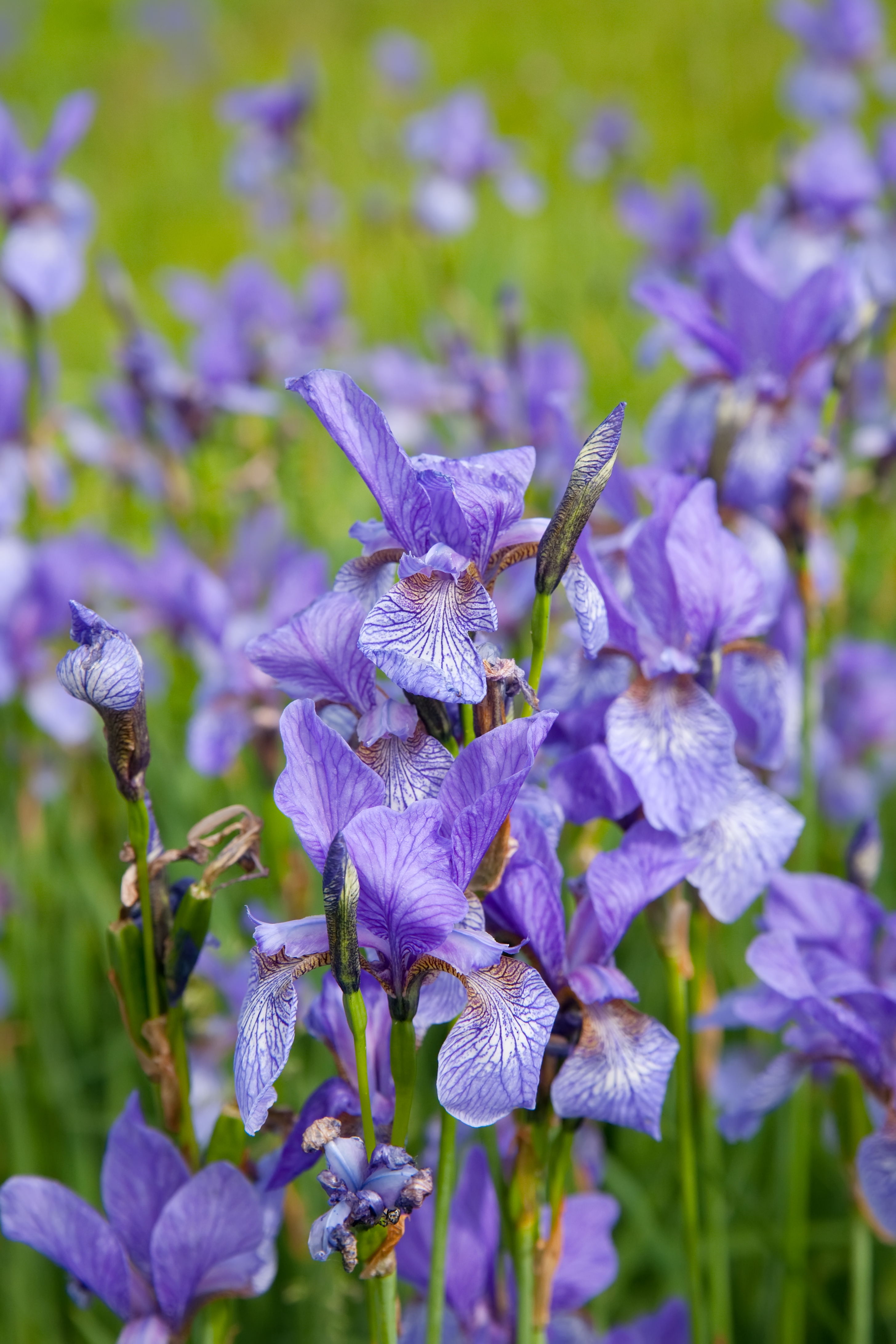 image-illustration_DSC00760closeup-iris-plant