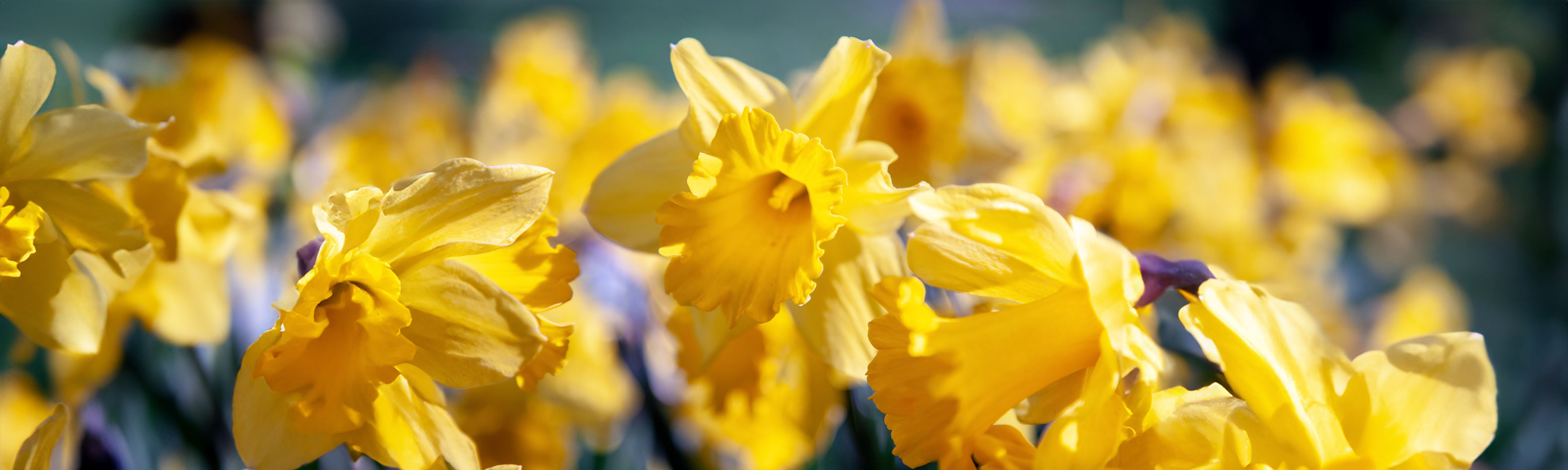 image-COUV_Depositphotos_198978056_XL